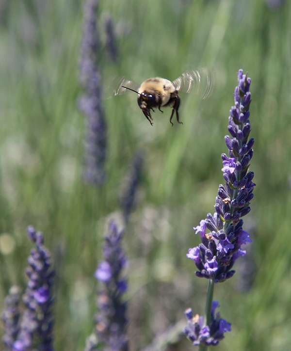 Abeille dans champ de luzerne