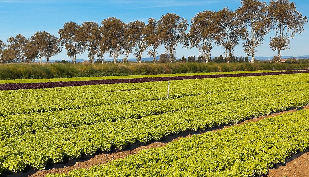 Stratégie alimentaire du Pays de l’Or