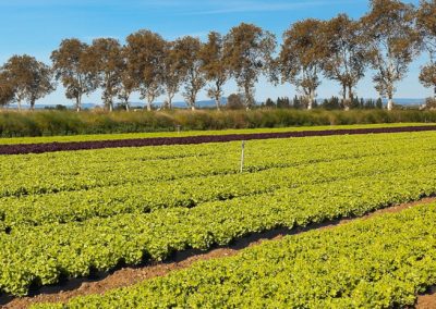 Stratégie alimentaire du Pays de l’Or