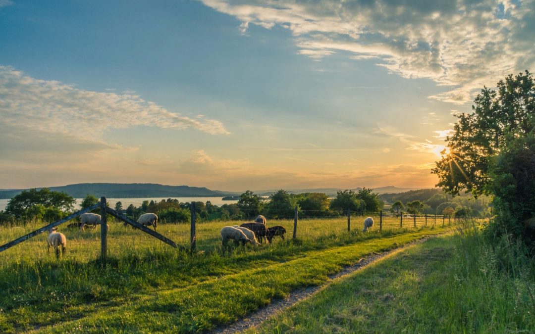 Etude prospective du pastoralisme français dans le contexte de prédation exercée par le loup