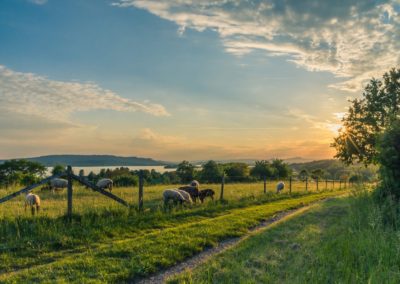 Etude prospective du pastoralisme français dans le contexte de prédation exercée par le loup